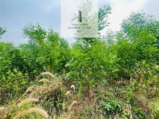 2 Sào Đất Phủ Hồng Đã Tách Làm 2 Sổ - Thuộc Thôn 4 Xã Suối Rao - Khu Dân Cư - 5