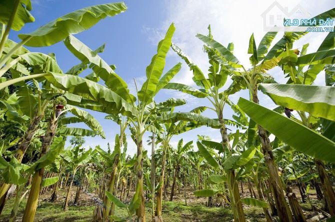 BÁN TRANG TRẠI CHUỐI 8 MẪU 2 MẶT TIỀN ĐƯỜNG NHỰA, SUỐI SAU LƯNG, SẴN THỔ CƯ, GIÁ CỰC RẺ - 5