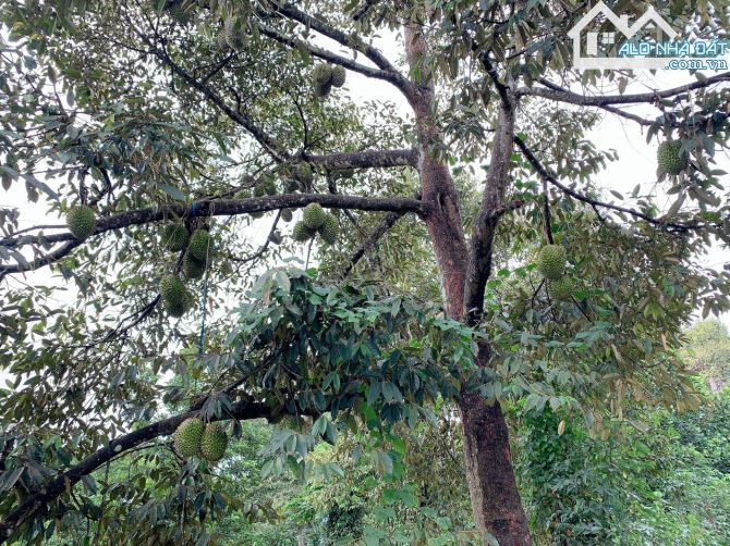 Bán khoảng 4 sào 5 (4548m2) đất Láng Lớn, huyện Châu Đức, BRVT. - 5