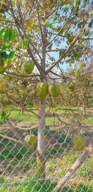 BÁN VƯỜN SẦU RIÊNG 1.2 MẪU MT ĐƯỜNG NHỰA, CÓ NHÀ, CÓ THỔ CƯ, VIEW SUỐI, GIÁ CỰC TỐT - 5