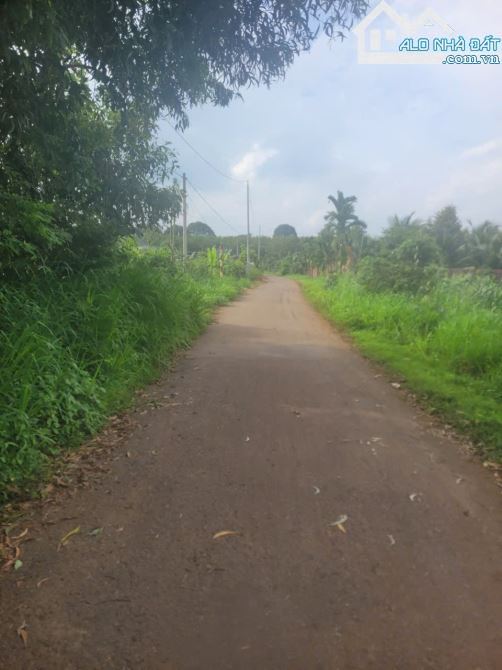 1mẫu2 view vườn cây trái, ao sen mát mẻ, đường nhựa đi 700tr/sào - 5