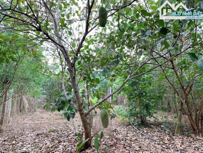 Bán khoảng 1 sào (1020m2) đất Kim Long, huyện Châu Đức, BRVT. - 5