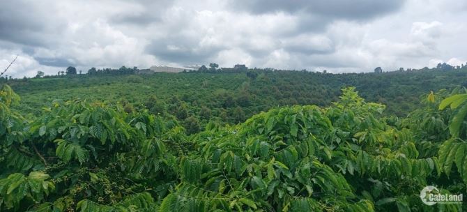 BÁN GẤP 2,9HA ĐẤT MẶT TIỀN BÊ TÔNG XÃ NHÂN CƠ. ĐANG CÓ NGUỒN THU TỐT - 5