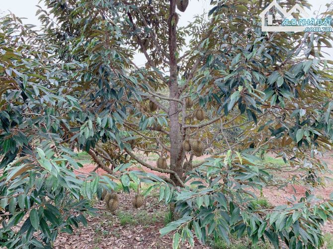 Bán khoảng 9 sào (9056m2) đất Bàu Chinh, huyện Châu Đức, BRVT. - 5