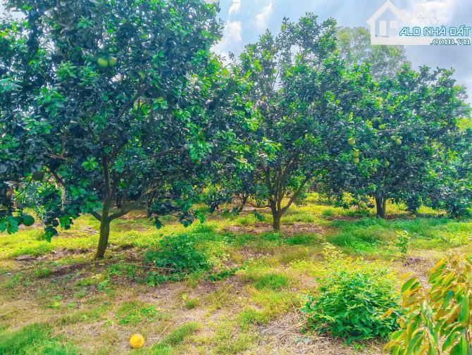 NHÀ VƯỜN CÂY ĂN TRÁI VIEW SUỐI, SẴN THỔ CƯ, KẾ BÊN CÁC KHU NGHỈ DƯỠNG, NHÀ VƯỜN ĐẸP - 5