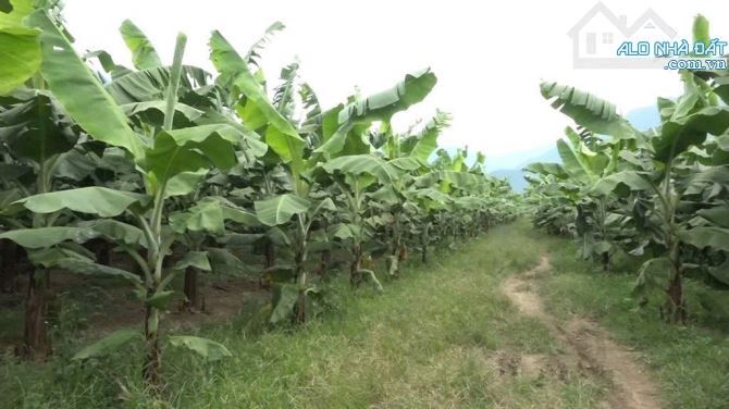 BÁN TRANG TRẠI CHUỐI 8 MẪU 2 MẶT TIỀN ĐƯỜNG NHỰA, SUỐI SAU LƯNG, SẴN THỔ CƯ, GIÁ CỰC RẺ - 6