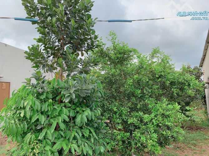 Bán khoảng 4 sào 4 (4435m2) đất Láng Lớn, huyện Châu Đức, BRVT. - 6
