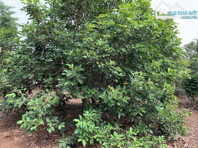 Bán khoảng 3 sào 4 (3411m2) đất Bàu Chinh, huyện Châu Đức, BRVT. - 6