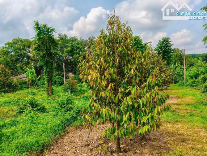 NHÀ VƯỜN CÂY ĂN TRÁI VIEW SUỐI, SẴN THỔ CƯ, KẾ BÊN CÁC KHU NGHỈ DƯỠNG, NHÀ VƯỜN ĐẸP - 6