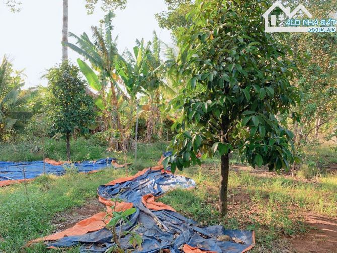 Bán khoảng 6 sào 1 (6115m2) đất Đá Bạc, huyện Châu Đức, BRVT. - 6