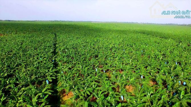 BÁN TRANG TRẠI CHUỐI 8 MẪU 2 MẶT TIỀN ĐƯỜNG NHỰA, SUỐI SAU LƯNG, SẴN THỔ CƯ, GIÁ CỰC RẺ - 7