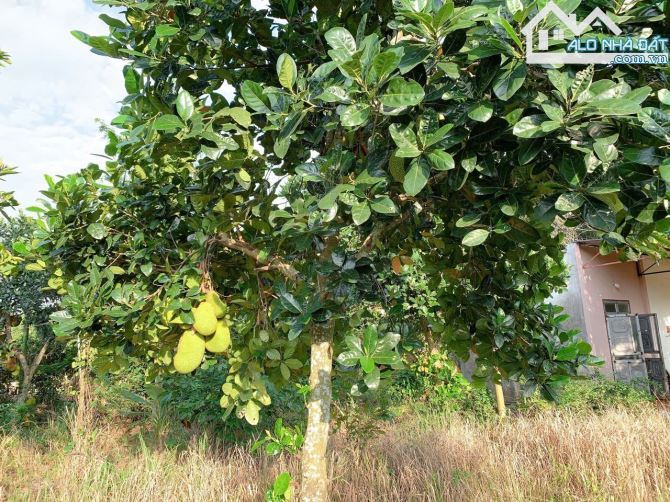 Bán khoảng 3 sào (2998m2) đất Láng Lớn, huyện Châu Đức, BRVT. - 7