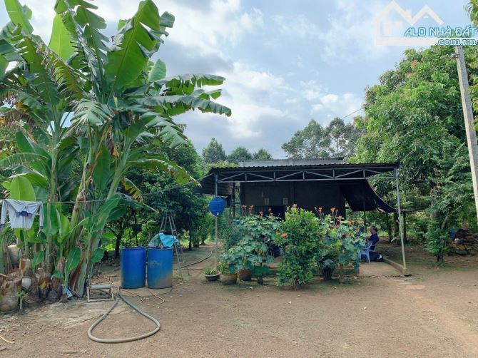 BÁN VƯỜN SẦU RIÊNG 1.2 MẪU MT ĐƯỜNG NHỰA, CÓ NHÀ, CÓ THỔ CƯ, VIEW SUỐI, GIÁ CỰC TỐT - 7
