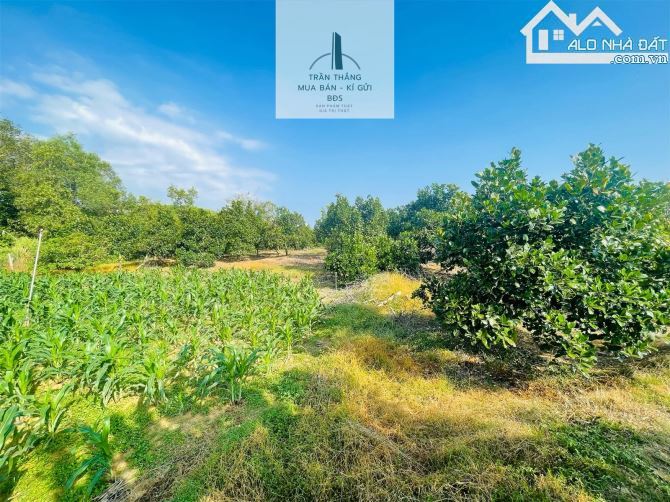Đất Mẫu có Thổ cư -  nhà - Vườn Cây Ăn Trái thích hợp nghĩ dưỡng - 8