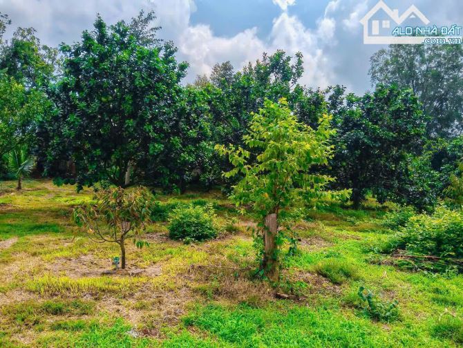 NHÀ VƯỜN CÂY ĂN TRÁI VIEW SUỐI, SẴN THỔ CƯ, KẾ BÊN CÁC KHU NGHỈ DƯỠNG, NHÀ VƯỜN ĐẸP - 8