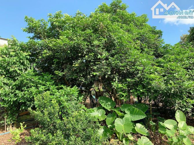 BÁN VƯỜN SẦU RIÊNG 1.2 MẪU MT ĐƯỜNG NHỰA, CÓ NHÀ, CÓ THỔ CƯ, VIEW SUỐI, GIÁ CỰC TỐT - 9