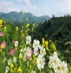 Chỉ 3,9 tỷ có ngay Biệt thự nghỉ dưỡng và vườn sầu riêng, giáp suối, view đỉnh, săn mây.