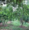 Bán khoảng 4 sào 5 (4548m2) đất Láng Lớn, huyện Châu Đức, BRVT.
