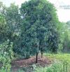Bán khoảng 5 sào (4953m2) đất thị trấn Kim Long, huyện Châu Đức, BRVT.
