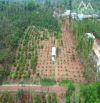 Đất vườn trái cây mặt tiền đường nhưa.