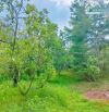 VƯỜN CÂY ĂN QUẢ ĐỦ LOẠI VIEW SUỐI CỰC ĐẸP,SẴN THỔ CƯ, LIỀN KỀ CAO TỐC LONG THÀNH - HỒ TRÀM