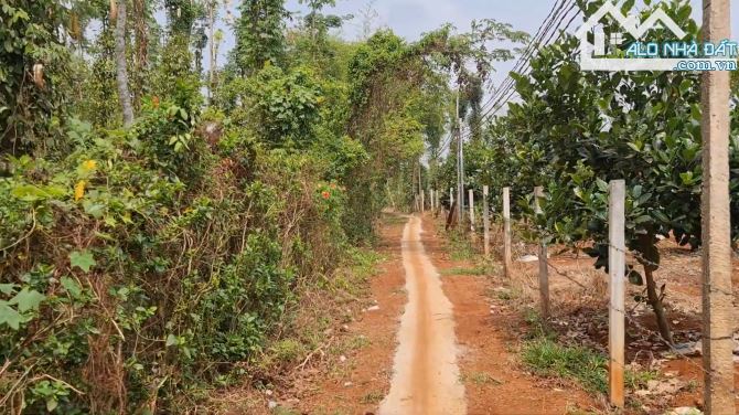 Bán Đất sẵn vườn cây ăn trái tại xã Láng Lớn, Châu Đức, tỉnh Bà Rịa - Vũng Tàu