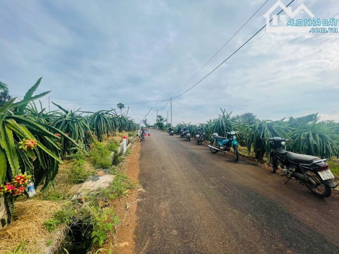 BÁN VƯỜN THANH LONG 4.500M2, CÁCH ĐƯỜNG XUÂN SƠN-ĐÁ BẠC CHỈ 1.5KM, GIÁ CHỈ 580TR/1000M2
