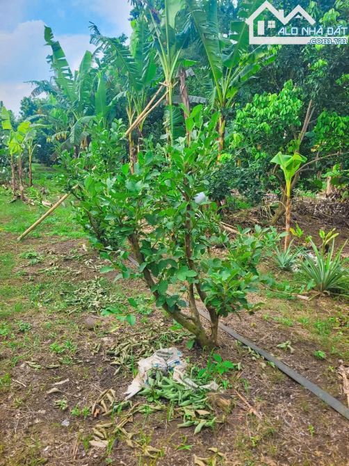 CẦN BÁN VIEW HỒ ĐÁ BÀNG CÓ SẴN VƯỜN TRÁI CÂY,AO SEN CỰC ĐEP VỊ TRÍ MÁT MẺ THÔNG THOÁNG..