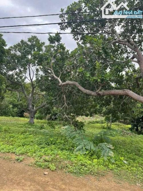 BÁN LÔ ĐẤT GẦN MẶT TIỀN NHỰA TẠI SUỐI RAO, CHÂU ĐỨC, BRVT  39.682m² (Chỉ 400 triệu/sào!)