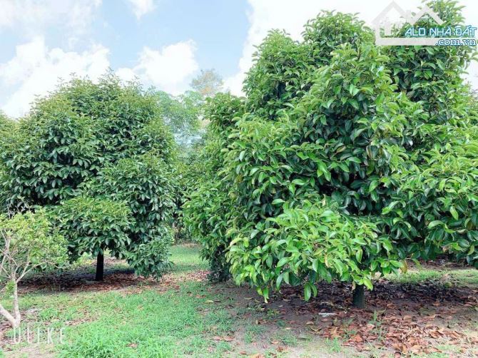 Bán khoảng 9 sào (9451m2) đất Xà Bang, huyện Châu Đức, BRVT.