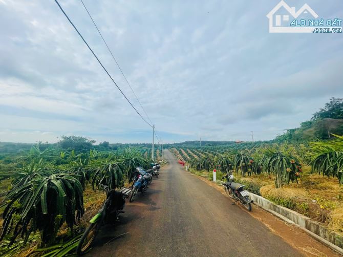 BÁN VƯỜN THANH LONG 4.500M2, CÁCH ĐƯỜNG XUÂN SƠN-ĐÁ BẠC CHỈ 1.5KM, GIÁ CHỈ 580TR/1000M2 - 10