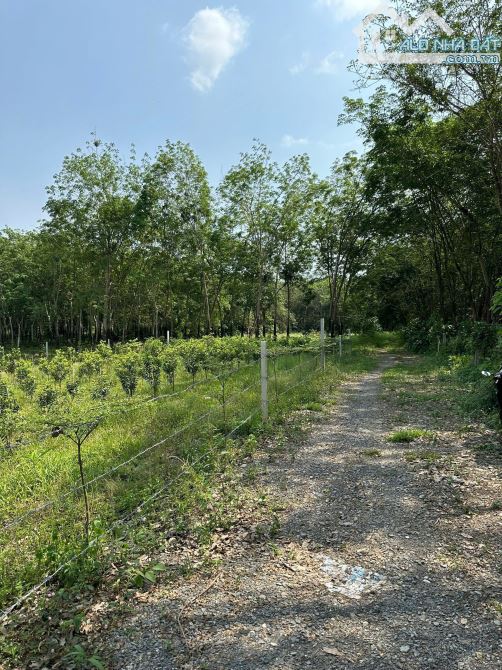 Bán 6.188m2 An Viễn, Trảng Bom view suối - 1