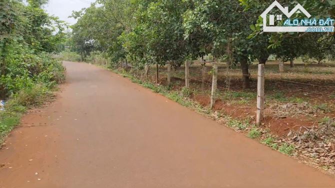 Bán Đất sẵn vườn cây ăn trái tại xã Láng Lớn, Châu Đức, tỉnh Bà Rịa - Vũng Tàu - 1