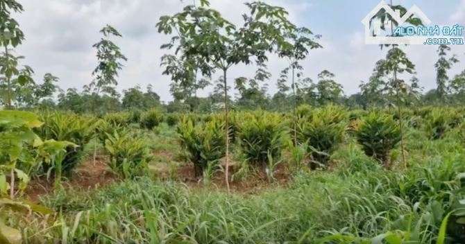 Cần bán 10.370m2 đất phủ hồng, sẵn 100m2 thổ cư, mặt tiền đến 50m, đất đẹp, màu mỡ - 1
