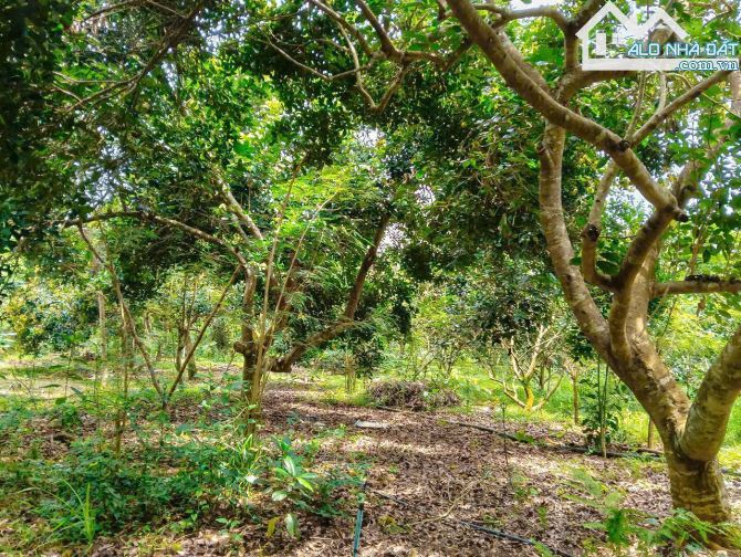VƯỜN TRÁI CÂY VIEW SUỐI, SẴN THỔ CƯ, CÁCH ĐƯỜNG XÀ BANG - LÁNG LỚN 300M, LIỀN KỀ THỊ TRẤN - 1