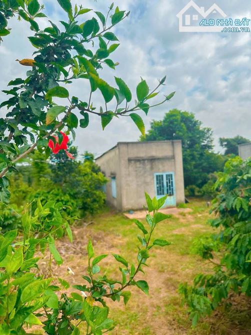 VƯỜN CÂY ĂN QUẢ VIEW SUỐI CỰC ĐẸP, PHỦ HỒNG, ĐƯỜNG NHỰA THÔNG, GẦN THỊ TRẤN NGÃI GIAO - 1
