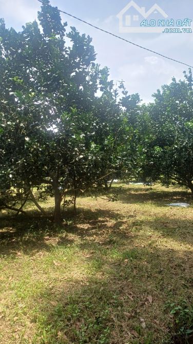 Bán gấp vườn bưởi 700m2 ngang 32m X.Bình Lợi, shr, ô tô, gần cầu bạch đằng, chỉ 1ty8 TL - 1