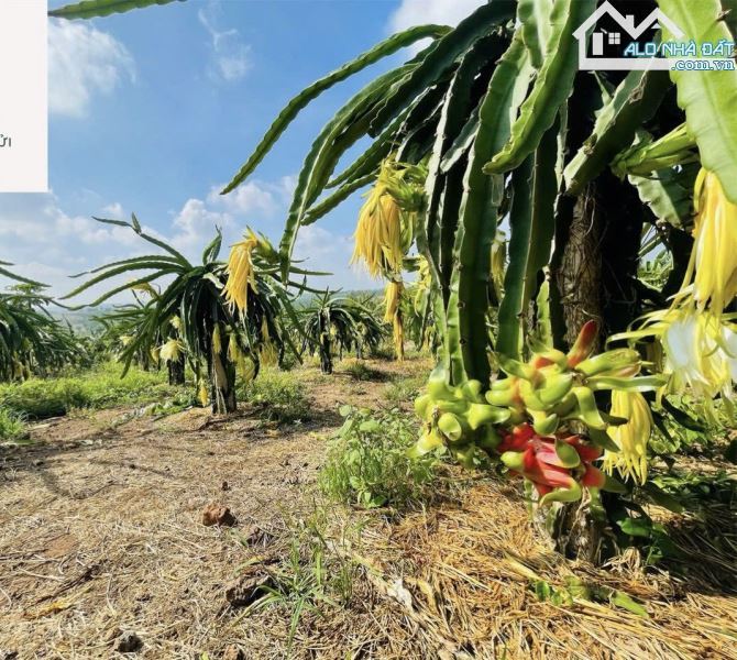 BÁN VƯỜN THANH LONG 4.500M2, CÁCH ĐƯỜNG XUÂN SƠN-ĐÁ BẠC CHỈ 1.5KM, GIÁ CHỈ 580TR/1000M2 - 1