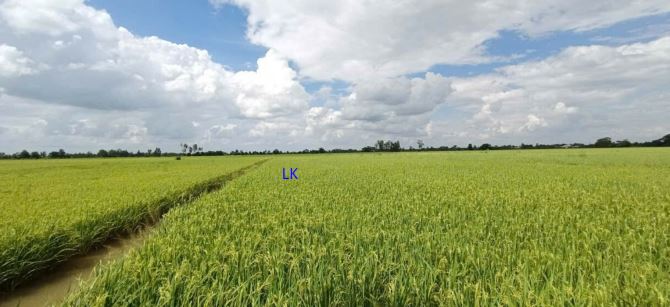 🔰 Bán đất lúa: 18.800m²(Mặt tiền 30m, nở hậu) 🔰 Đường đá xe ba gác, xã Ba Sao - 1