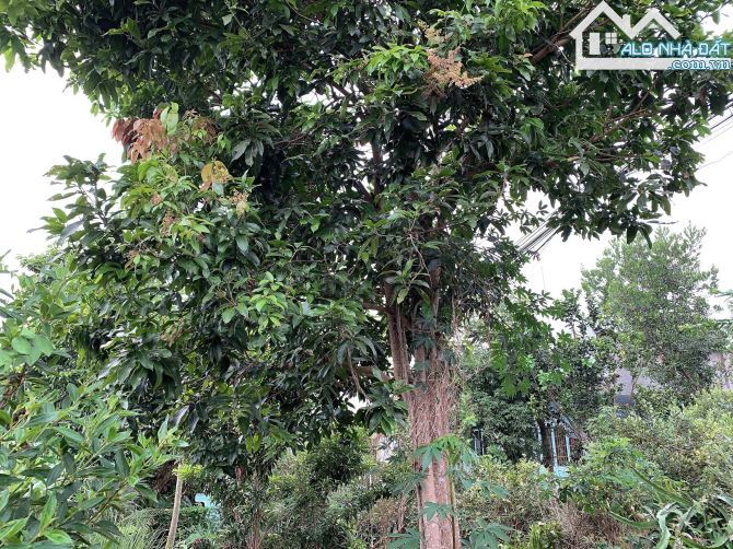 Bán khoảng 5 sào 7 (5741m2) đất Xà Bang, huyện Châu Đức, BRVT. - 1