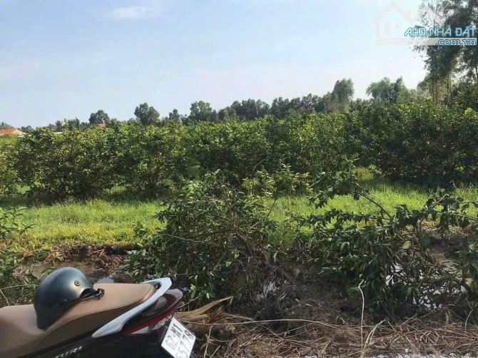 500m2 vườn lương hoà Bến Lức 715 triệu giá rẻ đường ôtô - 1