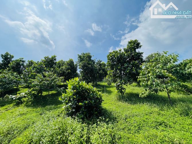 Chủ Gửi Bán Lô Đất View Đồi có sẵn vườn Trái Cây, Hồ Cá,Đường nhựa nhà nước - 17
