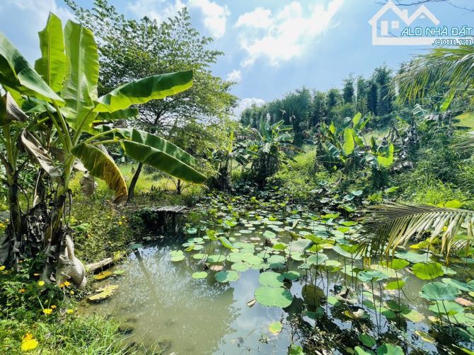 Chủ Gửi Bán Lô Đất View Đồi có sẵn vườn Trái Cây, Hồ Cá,Đường nhựa nhà nước - 21