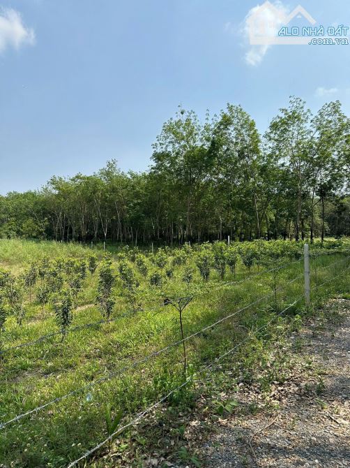 Bán 6.188m2 An Viễn, Trảng Bom view suối - 2