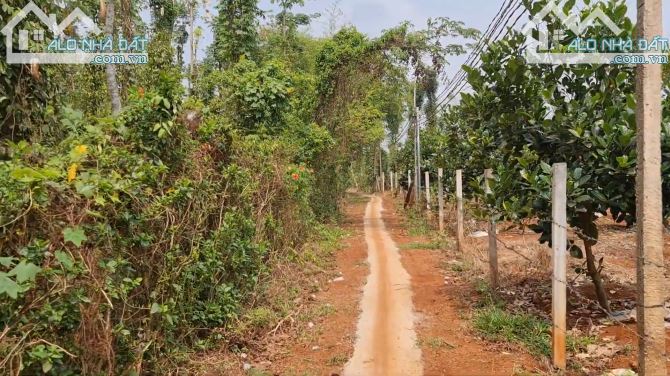 Chủ cần Bán đất có vườn cây ăn trái tại xã Láng Lớn,Châu Đức, Bà Rịa - Vũng Tàu - 2