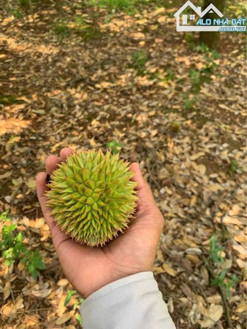 VƯỜN CÂY ĂN QUẢ VIEW SUỐI CỰC ĐẸP, PHỦ HỒNG, ĐƯỜNG NHỰA THÔNG, GẦN THỊ TRẤN NGÃI GIAO - 2