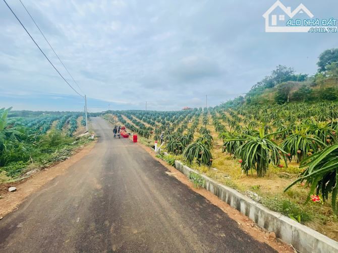 BÁN VƯỜN THANH LONG 4.500M2, CÁCH ĐƯỜNG XUÂN SƠN-ĐÁ BẠC CHỈ 1.5KM, GIÁ CHỈ 580TR/1000M2 - 2