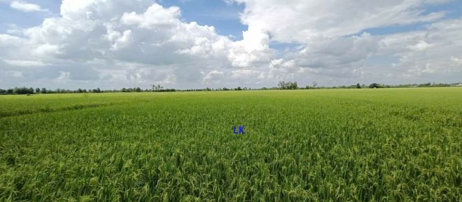 🔰 Bán đất lúa: 18.800m²(Mặt tiền 30m, nở hậu) 🔰 Đường đá xe ba gác, xã Ba Sao - 2