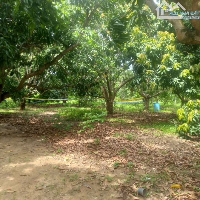 Bán 2298m2 - có sẵn 60m2 thổ - 2 triệu/m2 - Bãi Giếng 2 - Cam Hải Tây - Cam Lâm - 2