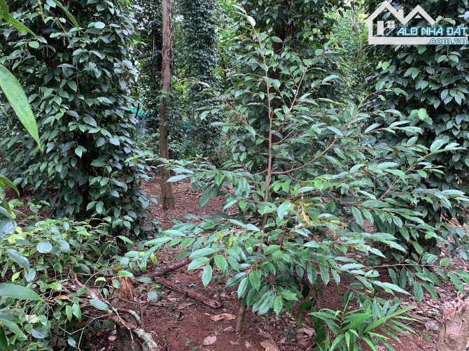 Bán khoảng 5 sào 7 (5741m2) đất Xà Bang, huyện Châu Đức, BRVT. - 2